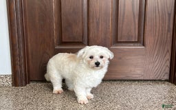 Havanese dogs for sale: Leo - Image 2