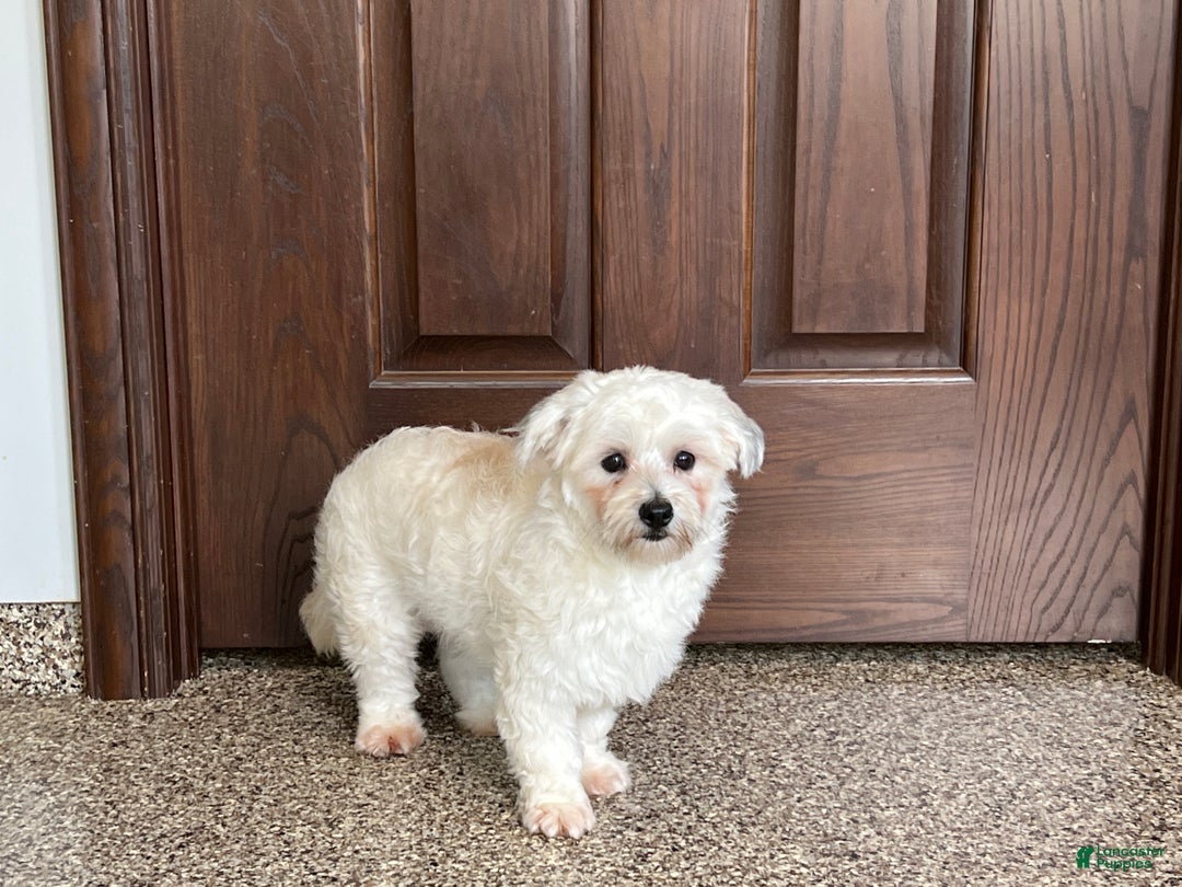 Havanese dogs for sale: Leo - Image 2