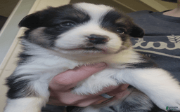 Welsh Corgi Pembroke dogs for sale: Boy 3 - Image 1