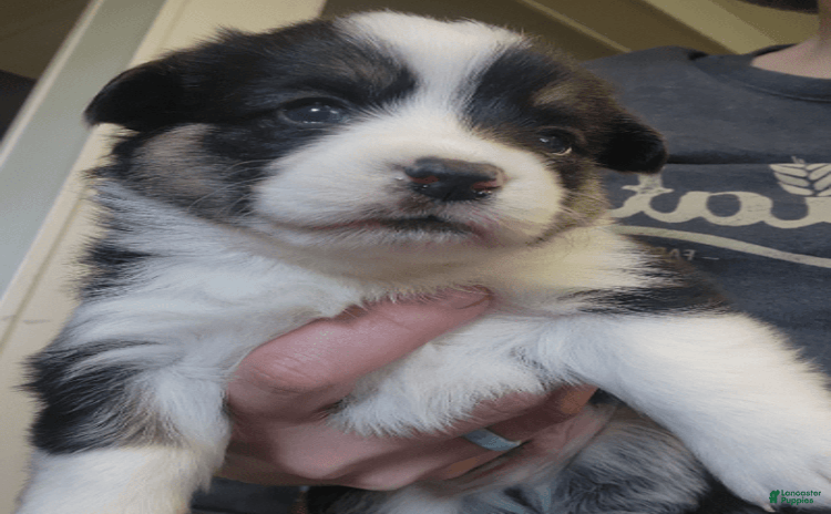 Welsh Corgi Pembroke dogs for sale - Ad 4