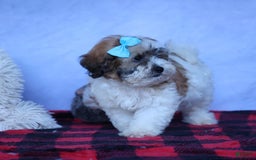 Shihpoo dogs for sale: Hunter - Image 6