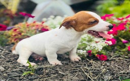 Jack Russell Terrier dogs for sale: Lilly - Image 7