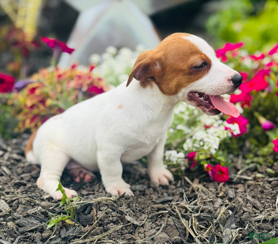 Jack Russell Terrier dogs for sale: Lilly - Image 7