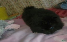 Pomeranian dogs for sale: Butterball - Image 19