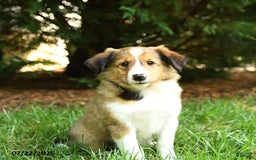 Shetland Sheepdog dogs for sale: Lion - Image 3