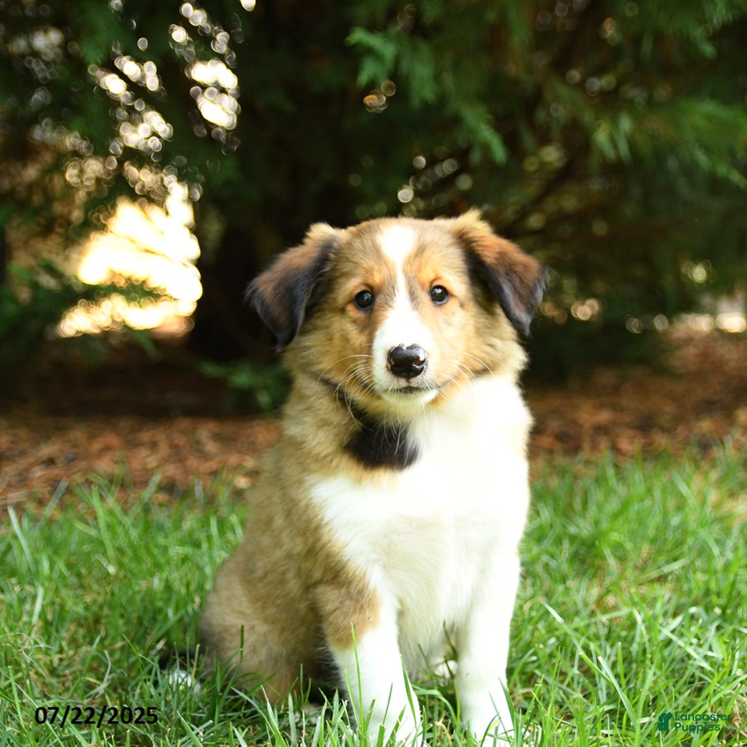 Shetland Sheepdog dogs for sale: Lion - Image 3
