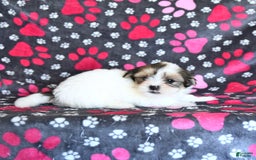 Shorkie dogs for sale: Karl - Image 9