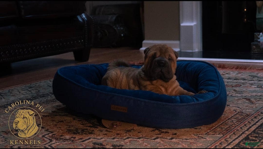 Shar Pei dogs for sale: Rolo - Image 8