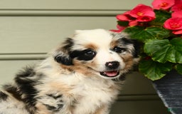 Miniature Australian Shepherd dogs for sale: Pepsi - Image 2