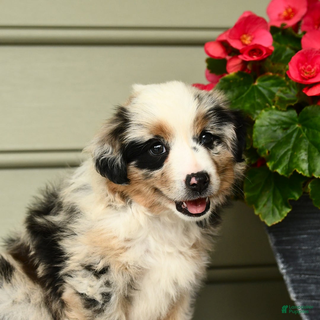 Miniature Australian Shepherd dogs for sale: Pepsi - Image 2