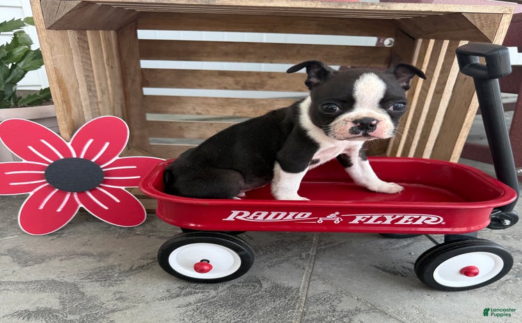 Boston Terrier dogs for sale - Ad 2