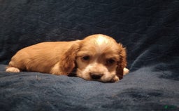 Cocker Spaniel dogs for sale: Marshmallow - Image 20