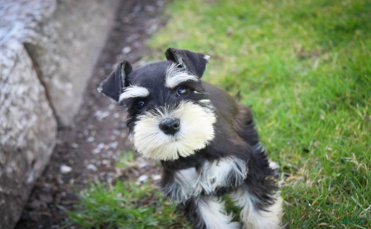 Miniature Schnauzer dogs for sale - Ad 1