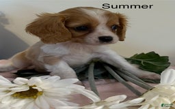 Cavalier King Charles Spaniel dogs for sale: Summer - Image 1