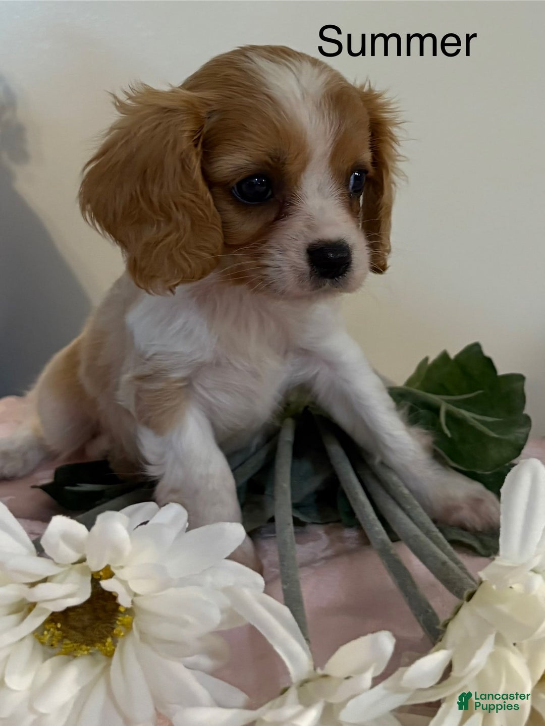 Cavalier King Charles Spaniel dogs for sale: Summer - Image 1