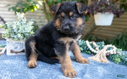 German Shepherd dogs for sale: Gypsy - Image 3