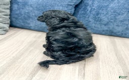  dogs for sale: Mini Goldendoodle 5 puppies - Image 16