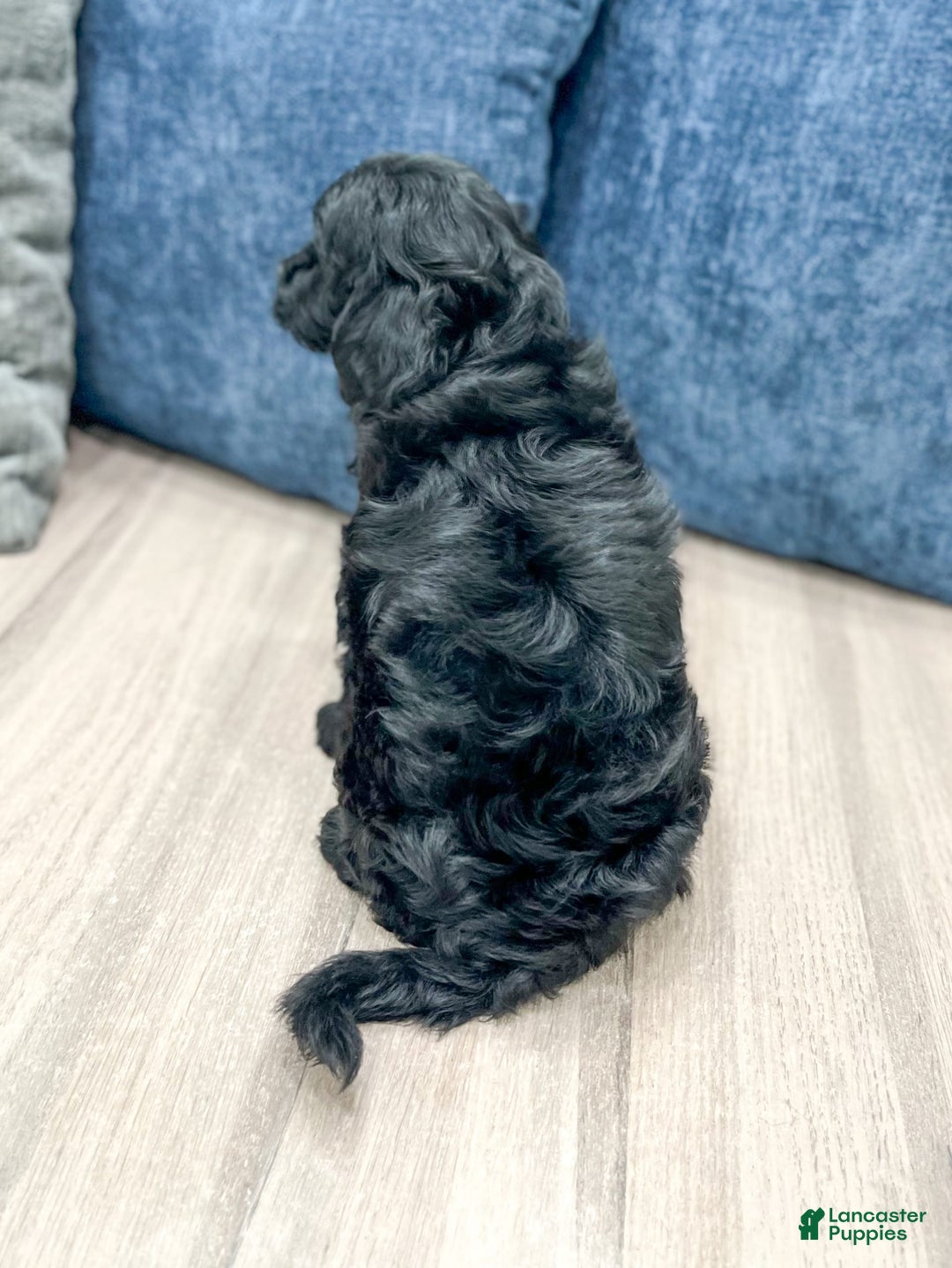  dogs for sale: Mini Goldendoodle 5 puppies - Image 16