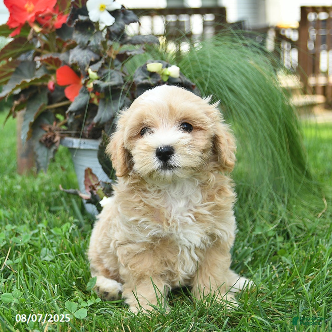 Maltipoo dogs for sale: Faith - Image 2