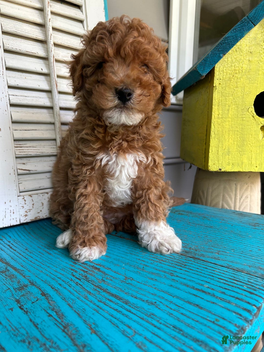 Cavapoo dogs for sale: Cooper - Image 5