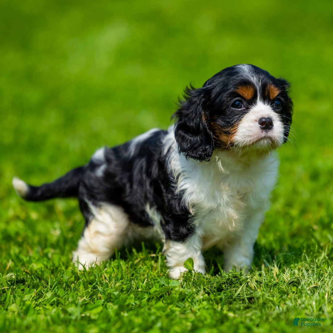 Cavalier King Charles Spaniel dogs for sale: Nila - Image 7
