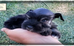 Miniature Schnauzer dogs for sale: River - Image 6