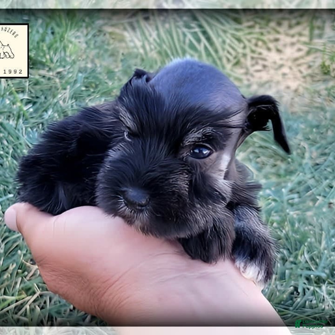 Miniature Schnauzer dogs for sale: River - Image 6