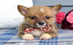 Welsh Corgi Pembroke dogs for sale: Zander - Image 8