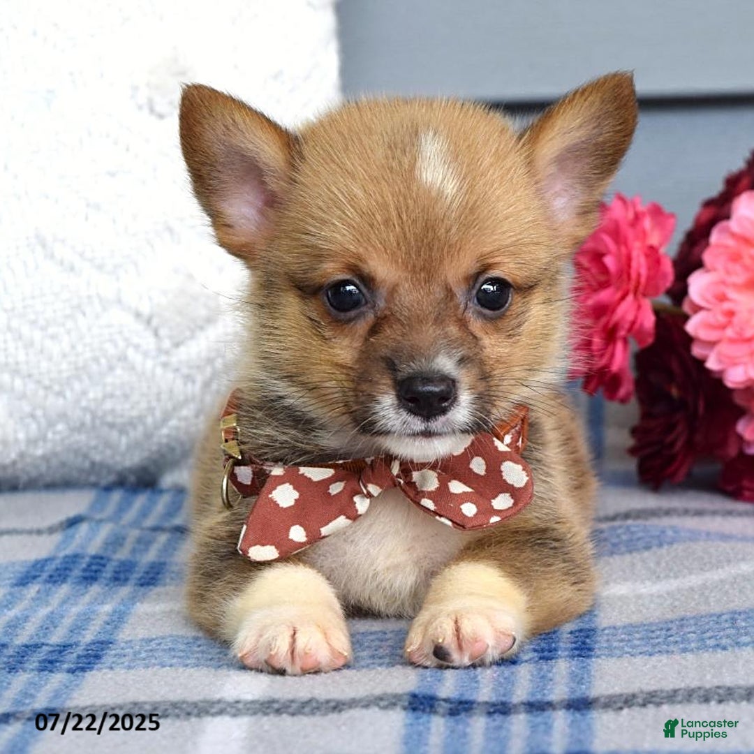 Welsh Corgi Pembroke dogs for sale: Zander - Image 8