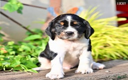 English Springer Spaniel dogs for sale: Lucky - Image 2