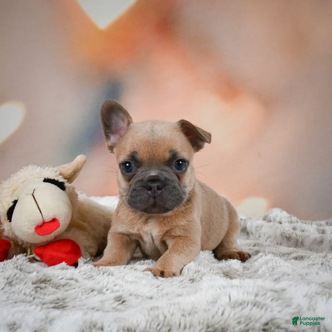 French Bulldog dogs for sale: Chase - Image 6