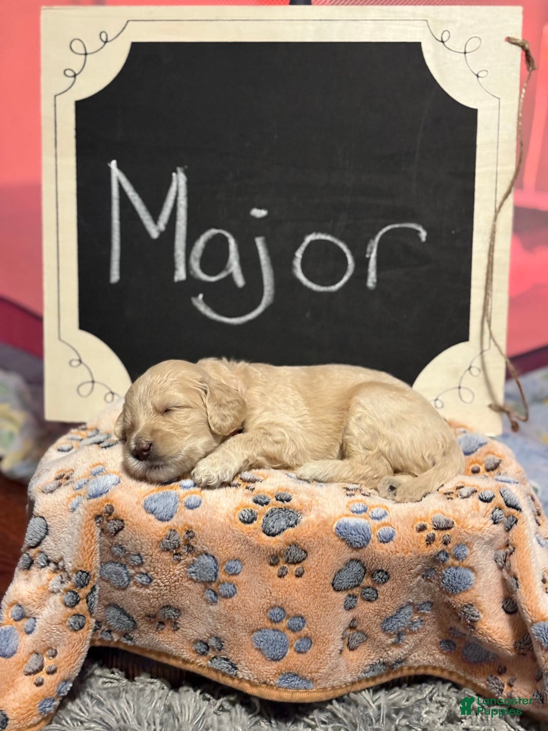 Goldendoodle dogs for sale: Major - Image 7