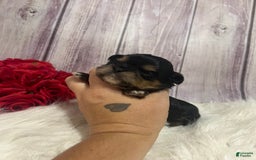 Shih Tzu dogs for sale: Tootles - Image 3