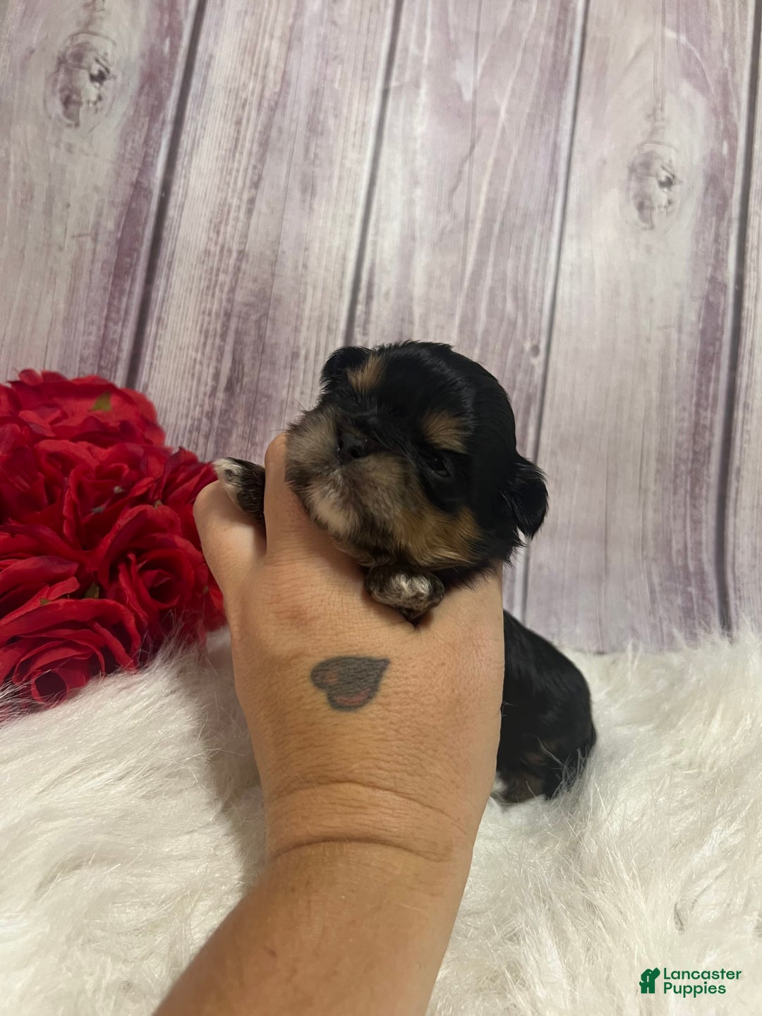 Shih Tzu dogs for sale: Tootles - Image 3