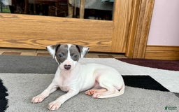 Italian Greyhound dogs for sale: Charity - Image 6