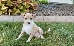 Italian Greyhound dogs for sale: Gordie - Image 2