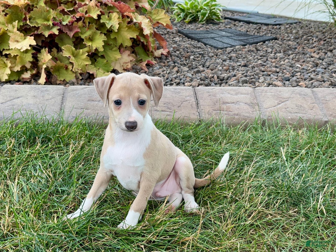 Italian Greyhound dogs for sale: Gordie - Image 2