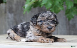 Standard Poodle dogs for sale: Rome Moyen - Image 11