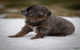 Cavapoo dogs for sale: Pumba - Image 6