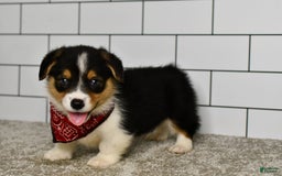Welsh Corgi Pembroke dogs for sale: Marion - Image 1