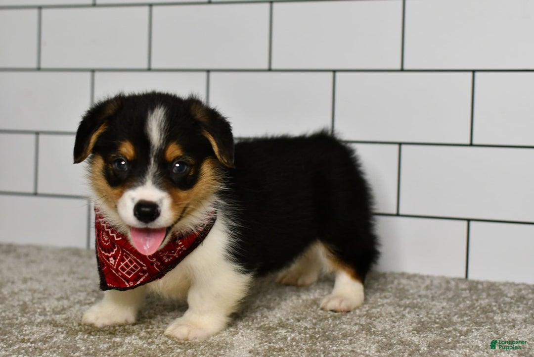 Welsh Corgi Pembroke dogs for sale: Marion - Image 1