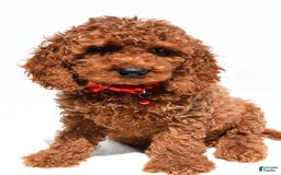 Cockapoo dogs for sale: Lance - Image 4