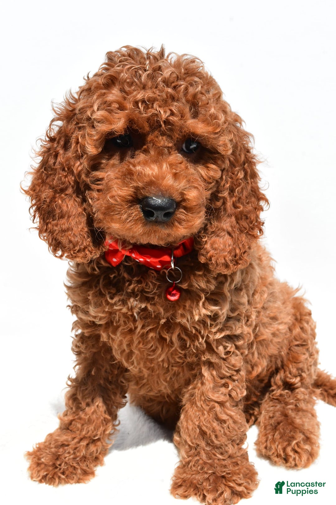Cockapoo dogs for sale: Lance - Image 4