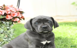 Cane Corso dogs for sale: Buzz - Image 4
