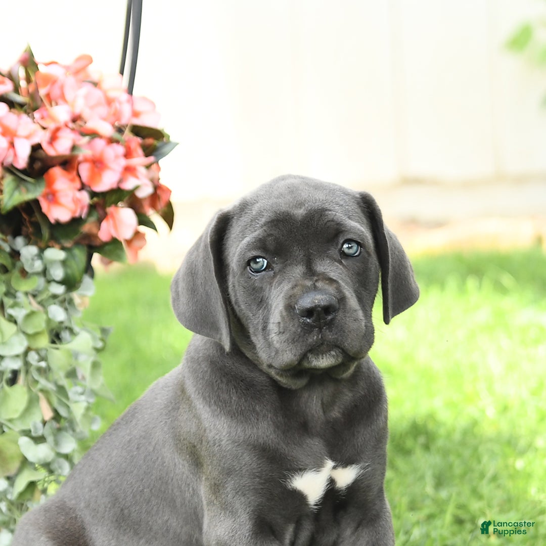 Cane Corso dogs for sale: Buzz - Image 4