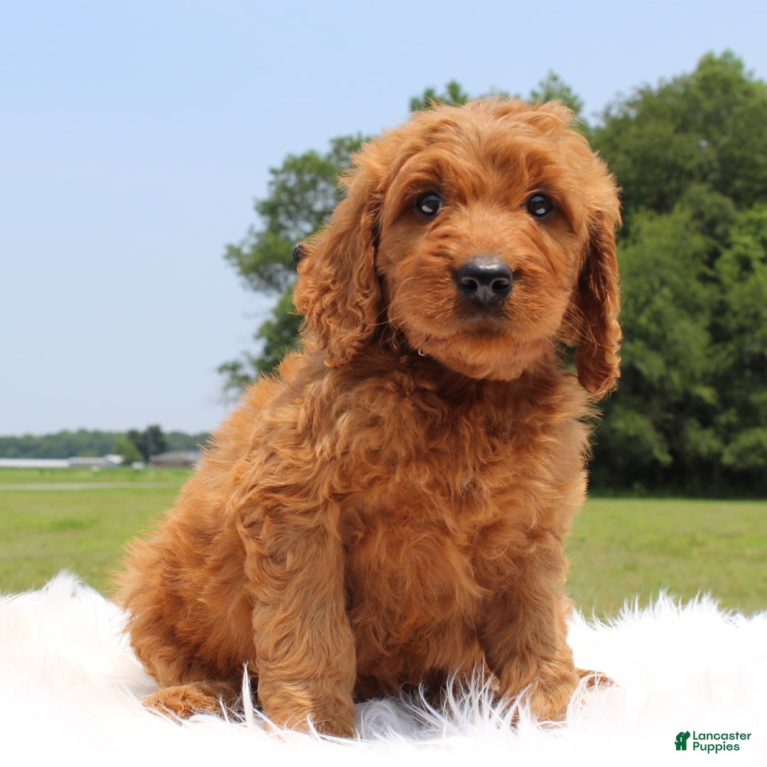 Irish Doodle dogs for sale: Vic - Image 1