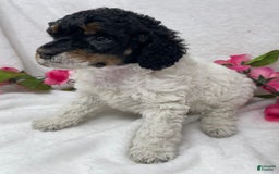 Standard Poodle dogs for sale: Becca - Image 3