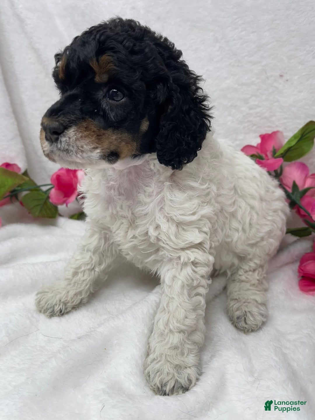 Standard Poodle dogs for sale: Becca - Image 3