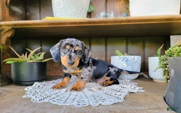 Dachshund dogs for sale: Carson - Image 3