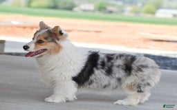 Welsh Corgi Pembroke dogs for sale: Abigail - Image 4
